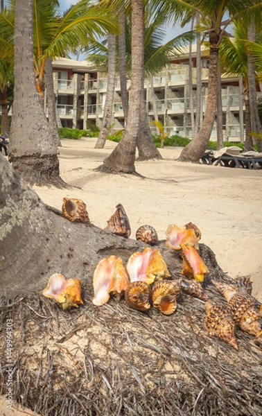 Fototapeta Display of large seashells for sale on Bavaro Beach in Punta Cana, Dominican Republic
