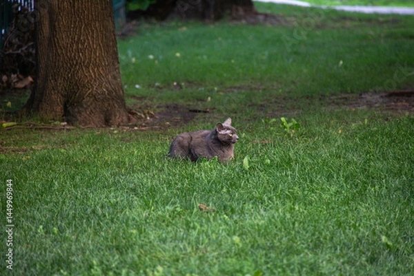 Fototapeta A gray cat lies calmly on a lush grassy lawn near a tree, appearing alert in a peaceful natural park setting.