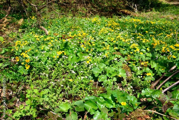 Obraz Field of yellow flowers - marsh marigolds in Low Beskids, Poland