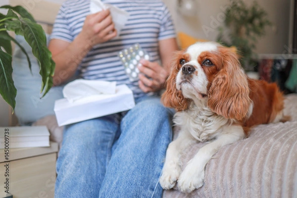 Fototapeta dog and man suffering from pet hair allergy and using tissues and medicine. health concept