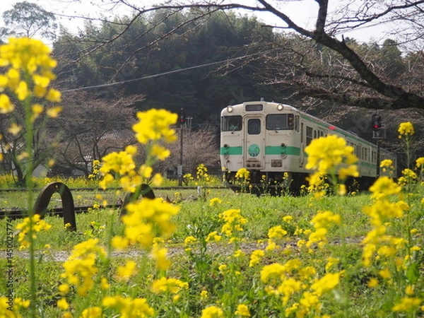 Obraz 菜の花畑を走る列車
