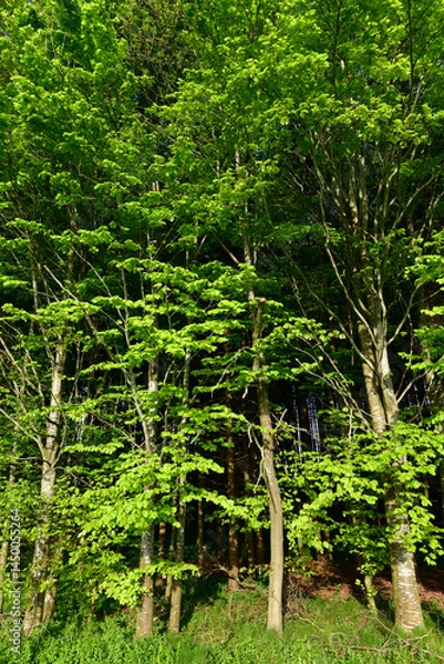 Fototapeta Close-up of tall deciduous trees standing in a forest. The trees have green leaves.