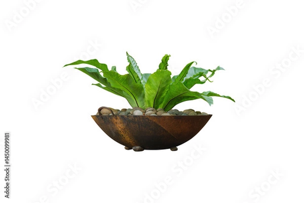 Fototapeta Beautiful tree decorated in old iron pot, concept Isolated on clean background	