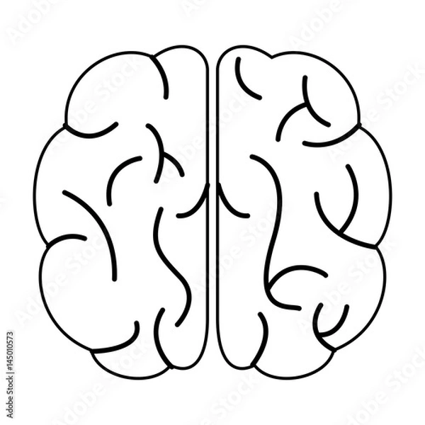 Obraz brain human organ top view outline vector illustration eps 10