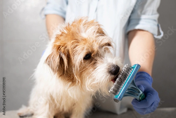 Fototapeta Close Up of Jack Russell Terrier Sniffing Dog Brush Before Grooming