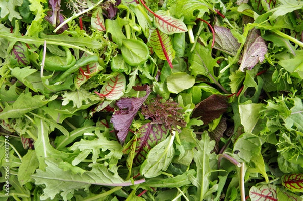 Fototapeta Fresh mixed salad field greens piled closeup view