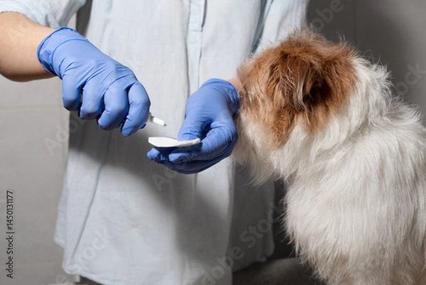 Obraz Dog hiding while vet prepares cleaning solution