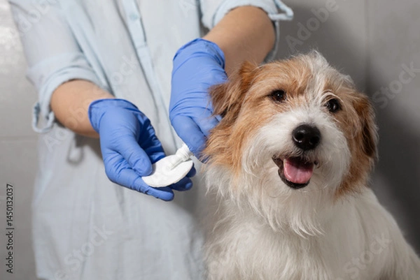Obraz Jack Russell watching cleaning solution