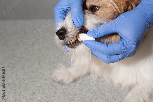 Obraz Removing tartar from dog teeth