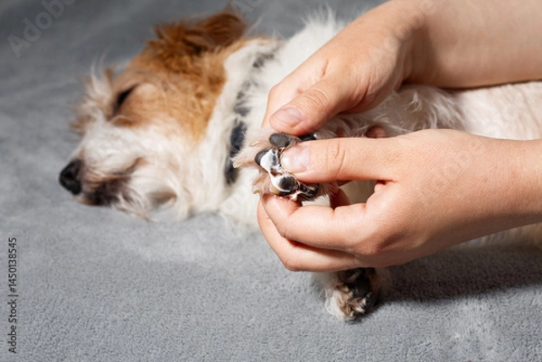 Obraz Moisturizing dog paw with cream