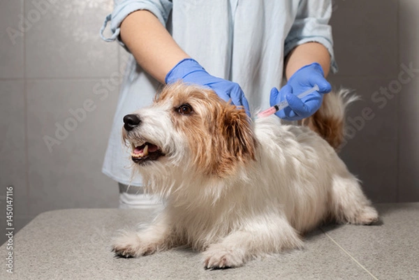 Obraz Jack Russell getting injection in scruff