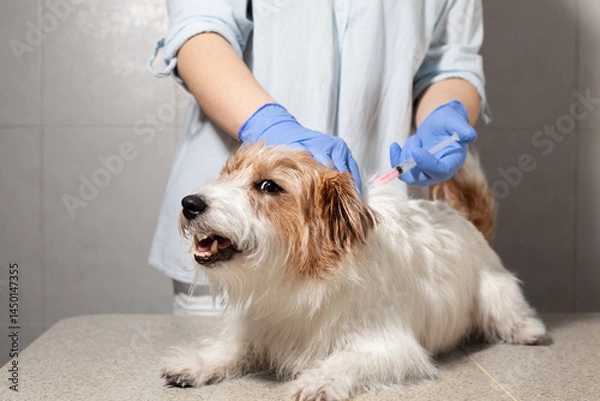 Fototapeta Jack Russell getting injection in scruff