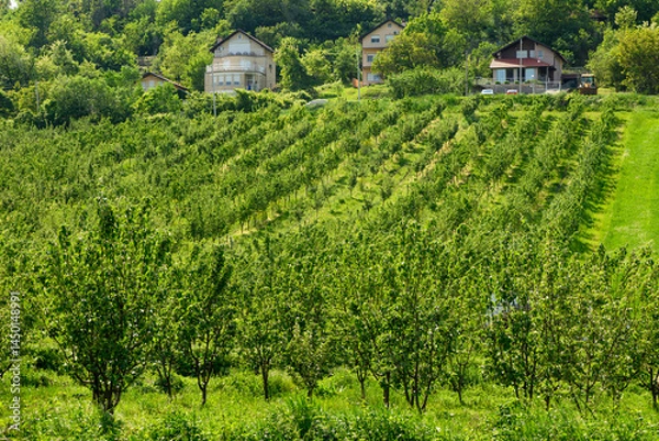 Obraz Vineyard landscape in Spring in Serbia