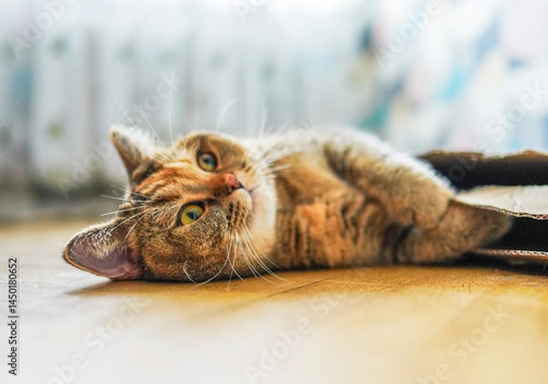 Fototapeta Cat lying on floor in room of apartment, close up. Beautiful Cat eyes nose and face with whiskers close up. Cat plays while lying on floor in flat. British chinchilla cat face. Cats and pet, pets.