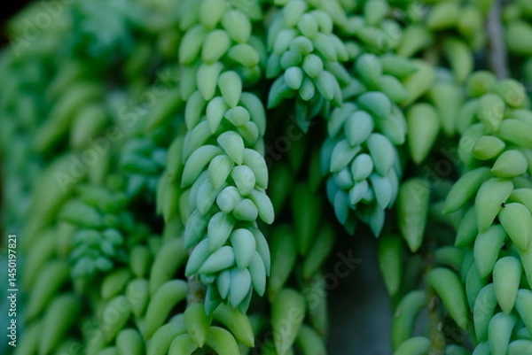 Fototapeta Grape cactus or Sedum morganianum is a type of plant that in Indonesia is also called donkey tail. In England this plant is known as Burro's tail and donkey tail. blurred image