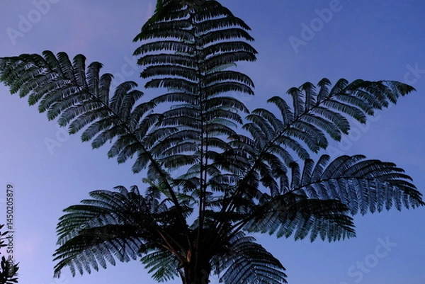 Fototapeta Sphaeropteris lepifera, synonym Cyathea lepifera, shrub pot tree, is a tree fern that grows in the mountains of East and Southeast Asia. Blurred image. Silhouette of fern tree