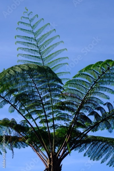 Fototapeta Sphaeropteris lepifera, synonym Cyathea lepifera, shrub pot tree, is a tree fern that grows in the mountains of East and Southeast Asia. Blurred image. Silhouette of fern tree