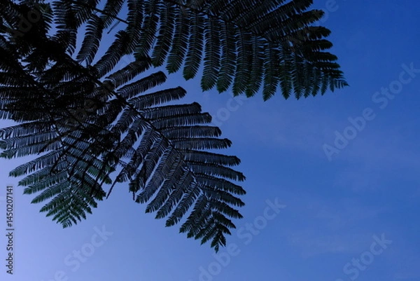 Fototapeta Sphaeropteris lepifera, synonym Cyathea lepifera, shrub pot tree, is a tree fern that grows in the mountains of East and Southeast Asia. Blurred image. Silhouette of fern tree