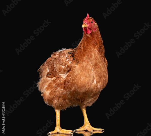 Obraz Chicken on black background isolated