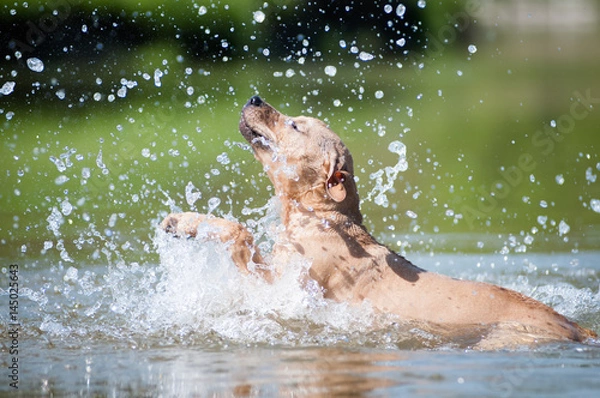 Obraz Beige pitbull terrier running out from water