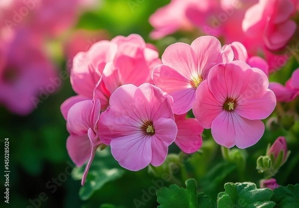 Obraz Beautiful close-up of vibrant pink flowers with delicate petals and soft green foliage in a serene garden setting, showcasing nature’s elegance and charm.