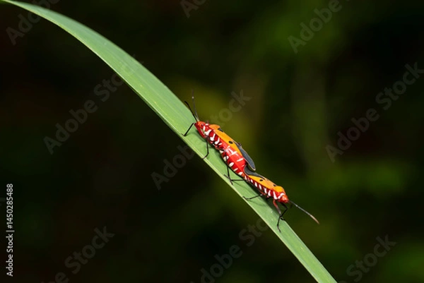 Fototapeta Dysdercus cingulatus during mating