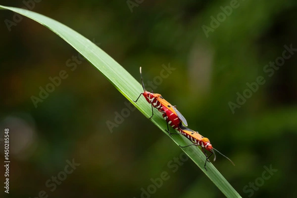 Fototapeta Dysdercus cingulatus during mating