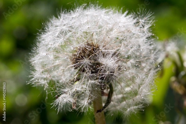 Obraz dandelion in rain