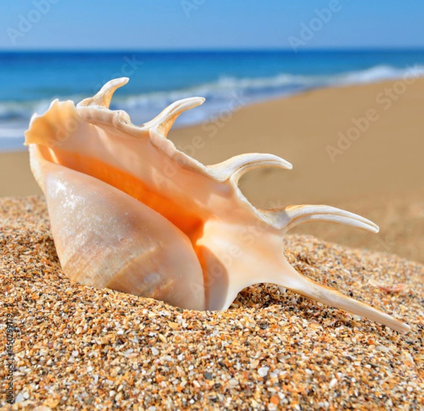 Fototapeta Seashell on a beach in summer day