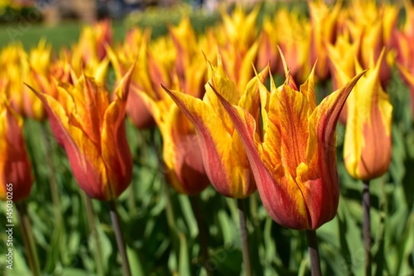 Obraz Tulip