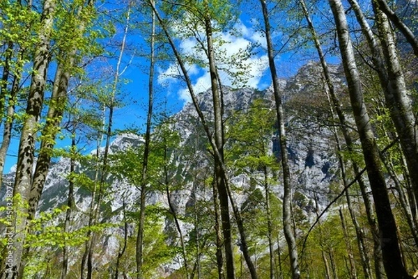 Fototapeta Beech trees in a mountain deciduous, broadleaf forest in Krma valley in Julian alps, Slovenia