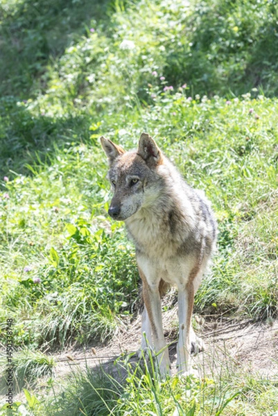 Fototapeta Wolf hunting in the forest. Canis Lupus, free in the wild nature