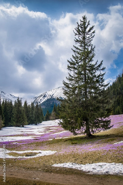 Obraz Crocus flower