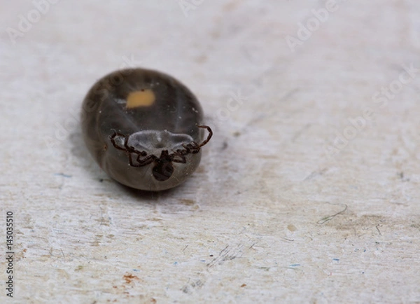 Obraz Dermacentor andersoni, wood tick the American dog tick close up.