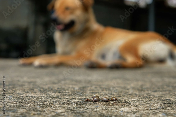 Fototapeta Dog ticks that suck blood from dogs and are carriers of disease are pulled out of the animal.