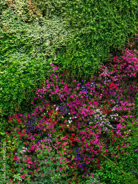 Obraz the wall of the house is covered with ivy and colorful flowers of petunia calibrachoa