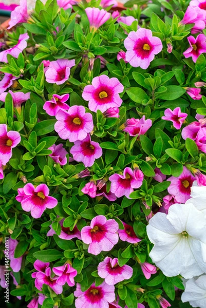 Obraz pink flowering petunia calibrachoa