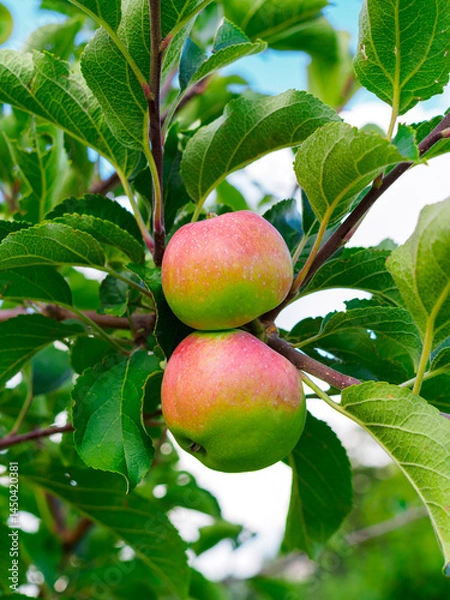 Obraz ripening apple tree fruits close-up