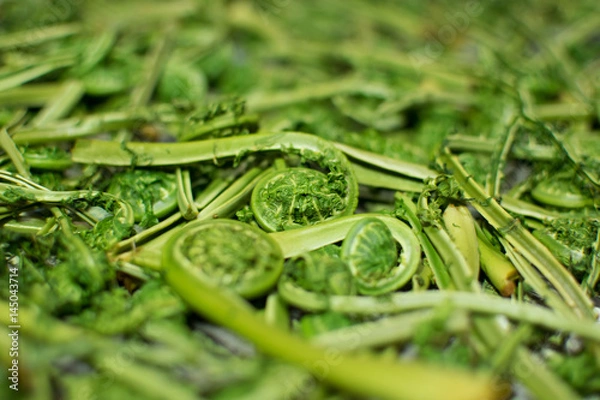 Obraz コゴミの日干し