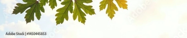 Obraz Branches of an oak tree on a clean white surface, oak, minimalist, white background