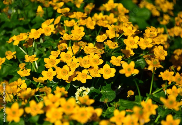 Fototapeta Sumpfdotterblume