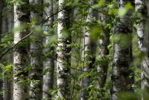 Fototapeta Birch trees in the spring forest.