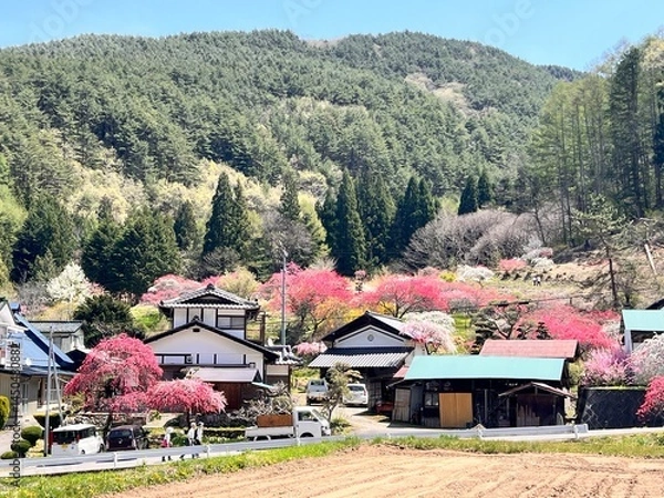 Obraz 花桃の里