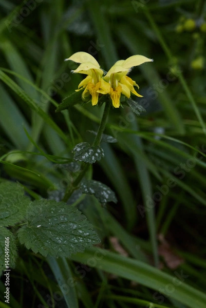 Fototapeta A single Yellow Archangel flower (Lamium galeobdolon)
 against a dark green foliage background.
