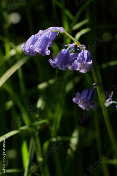 Fototapeta Close-up of a native English Bluebell flower (Hyacinthoides non-scripta) in a natural sunlit setting.