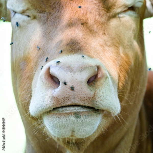 Obraz Close-up detail of cow muzzle covered by annoying flies. Funny animal photo. 