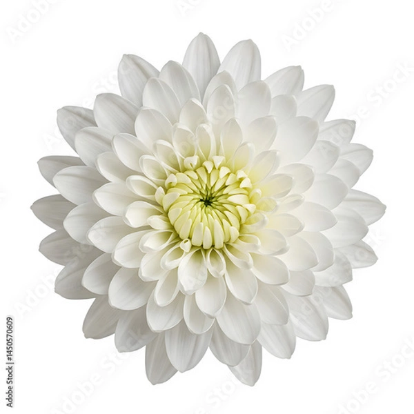 Fototapeta Top view of white chrysanthemum flower isolated on transparent background, png image