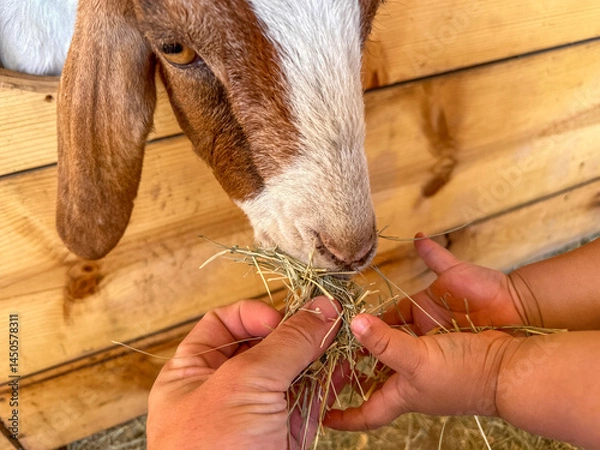 Fototapeta Dairy goats close-up, portrait of a goat with big ear ready for feeding. Children and pets. High quality photo