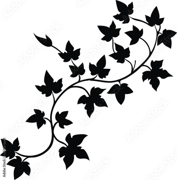 Obraz ivy vine silhouette vector on white background  