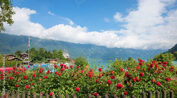 Fototapeta Lushly blooming red dahlias at the garden fence. View of Lake Brienz, the Swiss resort of Iseltwald